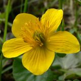 Caltha palustris