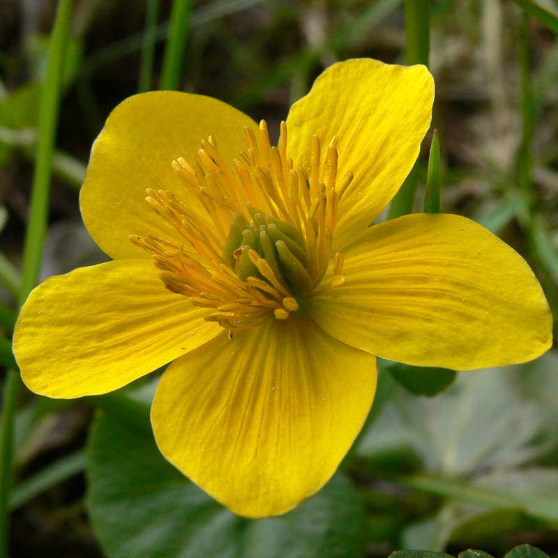 Image of Caltha palustris specimen.