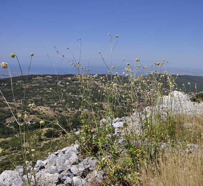 Image of Cephalaria ambrosioides specimen.