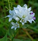 Campanula glomerata. Соцветие (белоцветковая форма). Южный Урал, Челябинская обл., правый берег р. Ай, залесенный склон скального массива ниже Больших Притесов. 10 июля 2016 г.