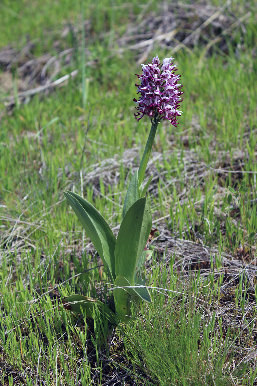 Image of Orchis simia specimen.