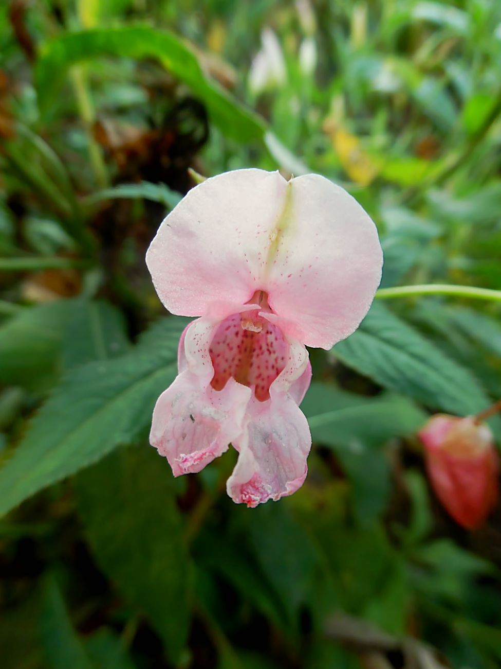 Image of Impatiens glandulifera specimen.