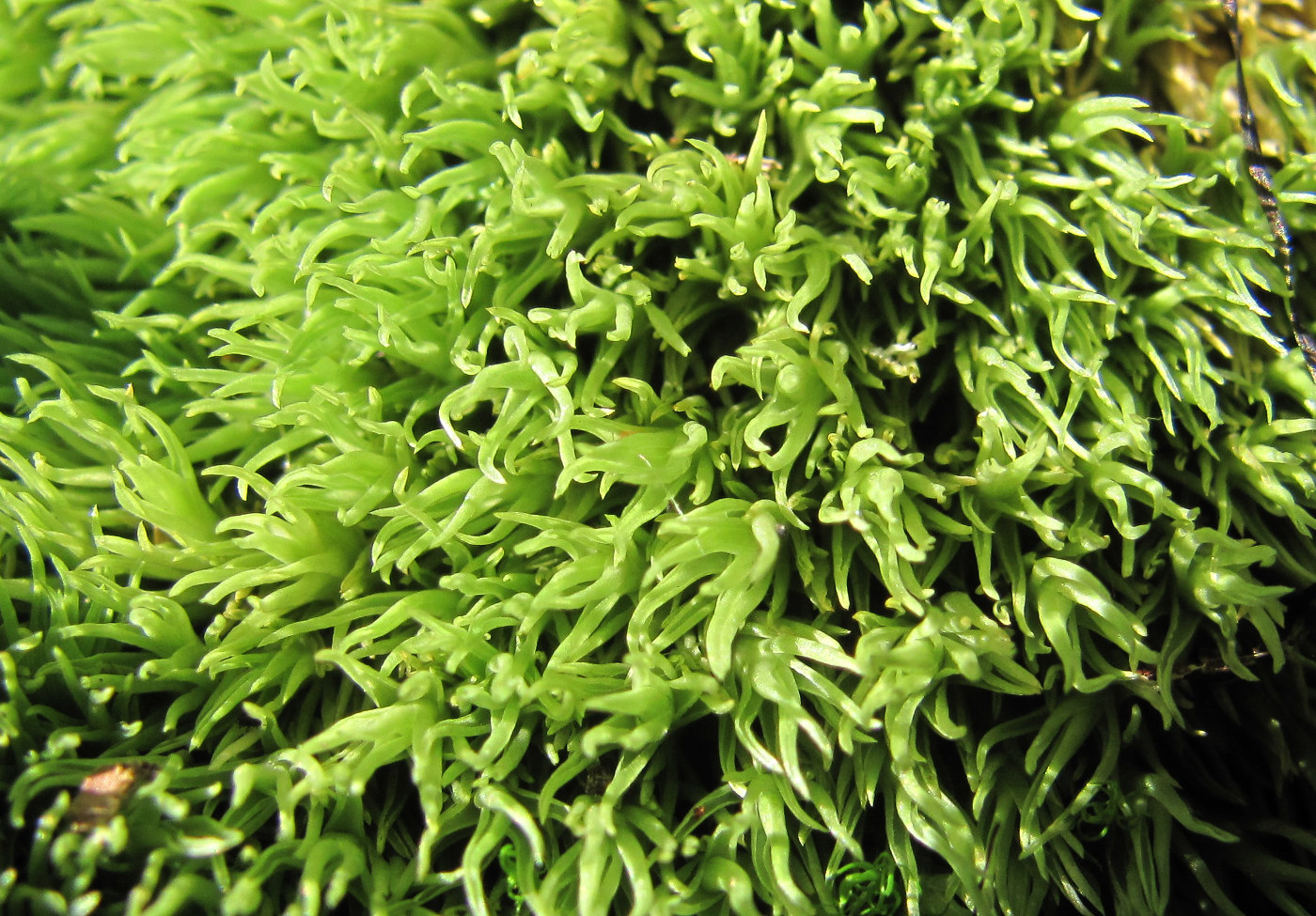 Image of genus Leucobryum specimen.