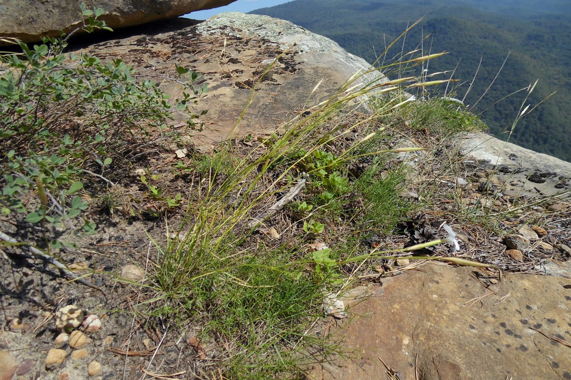 Изображение особи Dianthus fragrans.