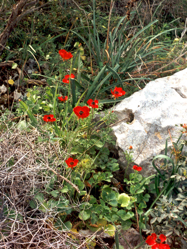 Изображение особи Ranunculus asiaticus.