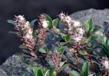 Salix arctica. Верхушки ветвей с соплодиями. Исландия, национальный парк Ватнайокюдль (северная часть), долина р. Йокюльсау-ау-Фьёдлюм, каменистый берег реки вблизи водопада Детифосс. 05.08.2016.