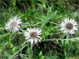 Carlina acaulis