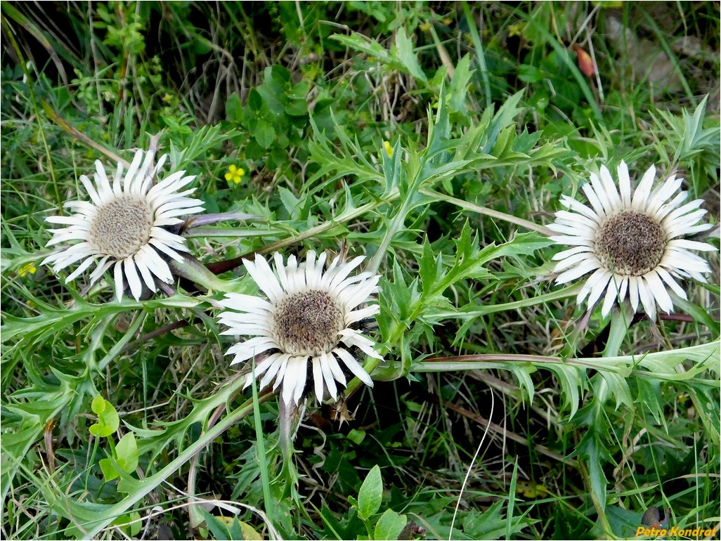 Изображение особи Carlina acaulis.