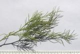 Asparagus persicus