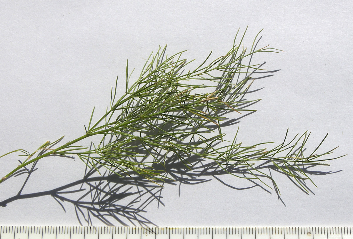 Image of Asparagus persicus specimen.