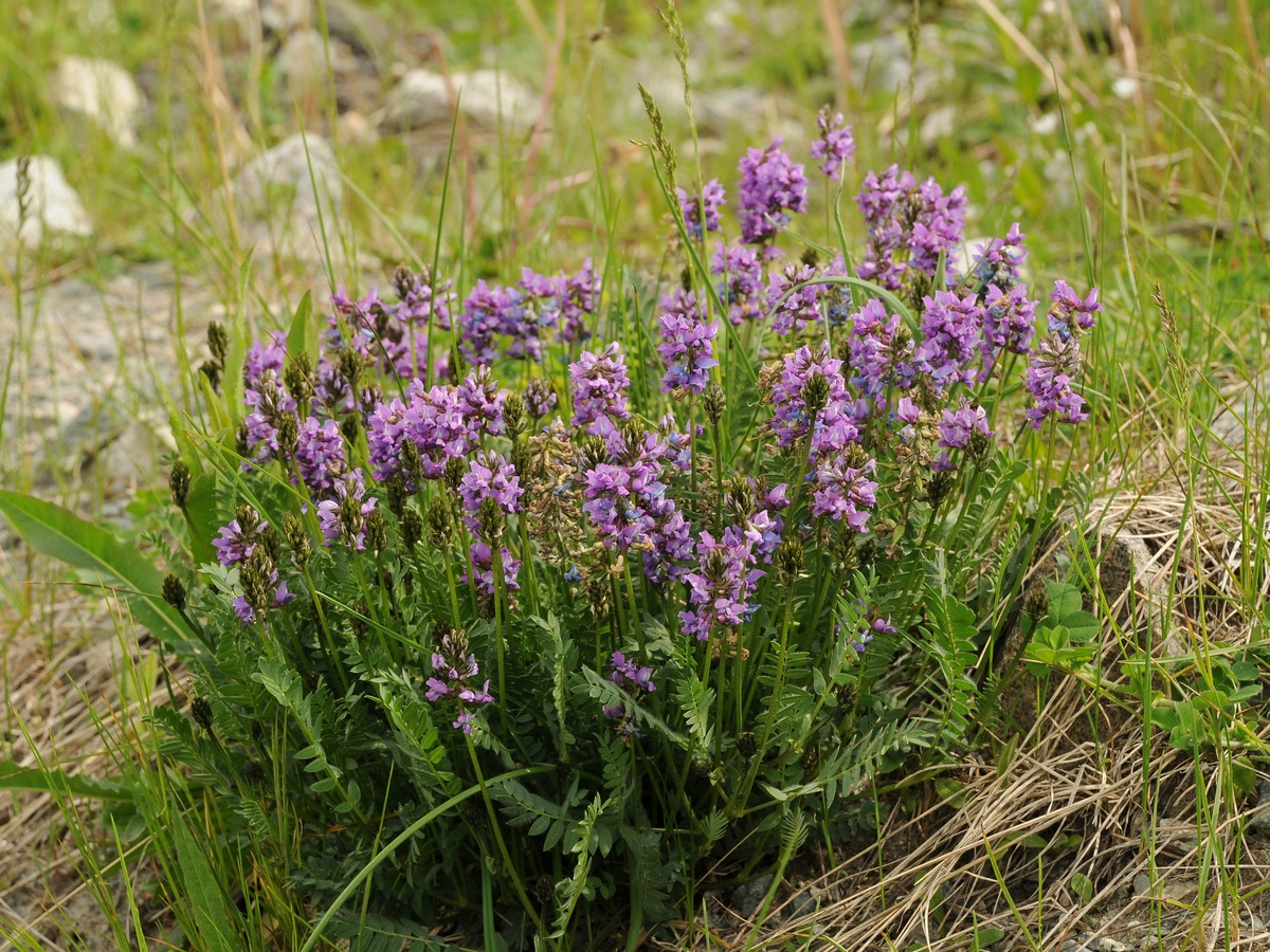 Image of Oxytropis lapponica specimen.