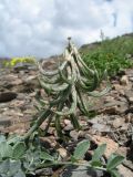 Astragalus petraeus. Верхушка побега с соплодием. Казахстан, Сев. Тянь-Шань, южный макросклон гор Богуты, обращенный к долине Сюгаты, щебнистый склон. 24 мая 2016 г.