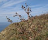 Atriplex aucheri. Верхушка плодоносящего растения. Краснодарский край, м/о Анапа, окр. с. Варваровка, приморский склон. 05.11.2016.