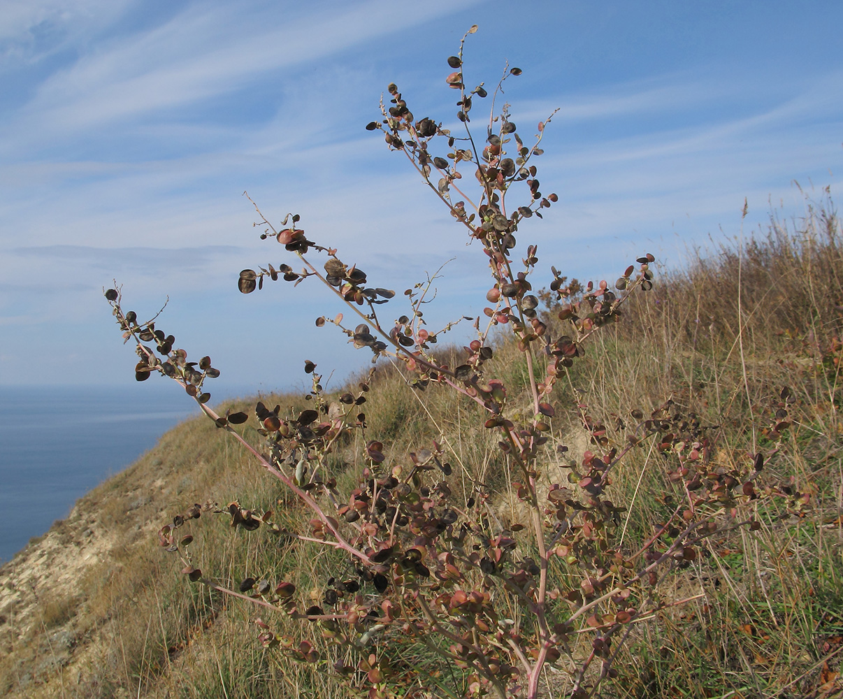 Image of Atriplex aucheri specimen.