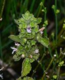 Ballota philistaea