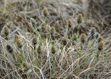 Eriophorum vaginatum