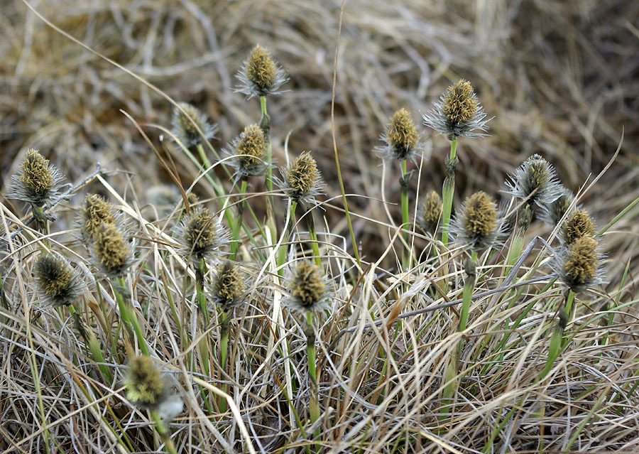 Изображение особи Eriophorum vaginatum.