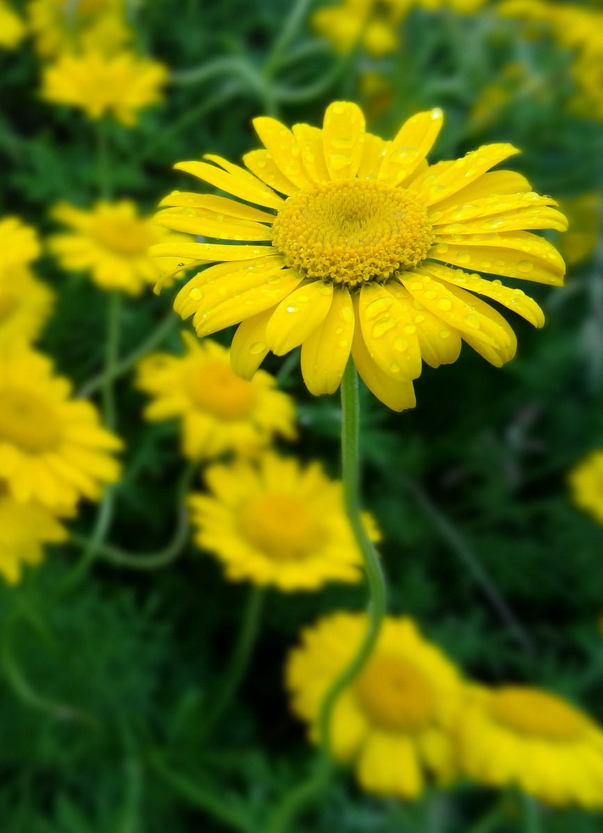 Image of Anthemis tinctoria specimen.
