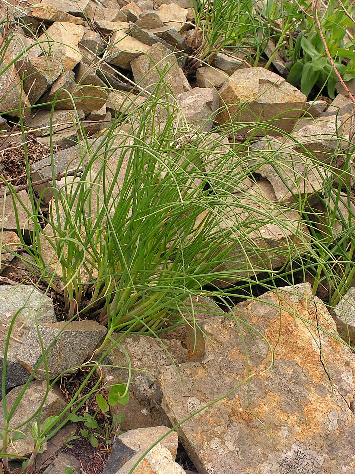 Image of Allium condensatum specimen.