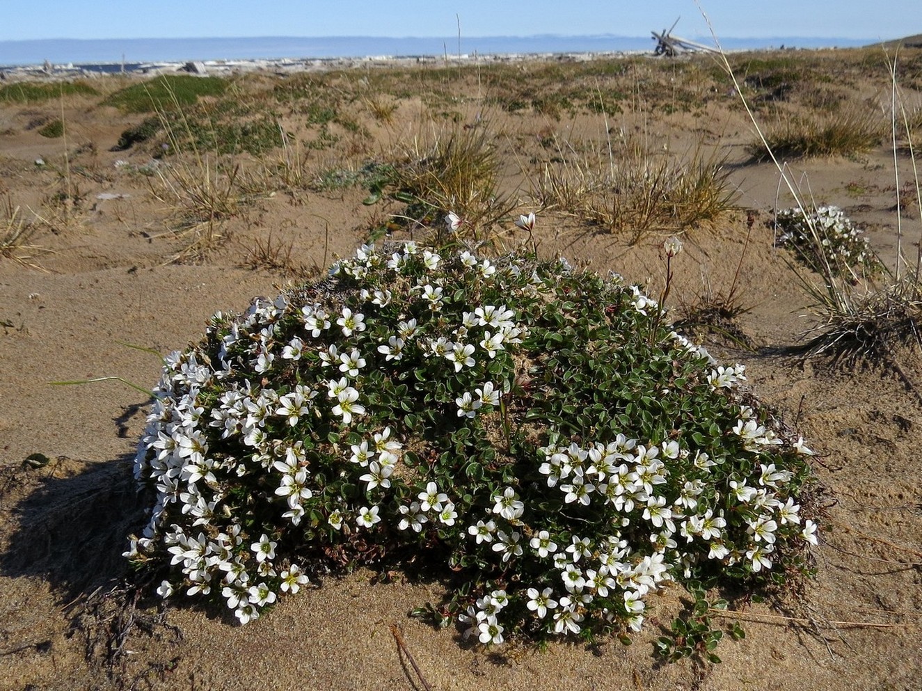 Image of Minuartia macrocarpa specimen.