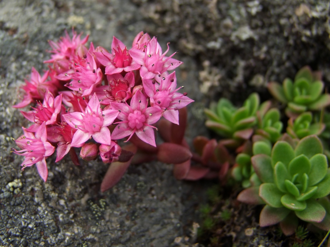 Изображение особи Hylotelephium cyaneum.