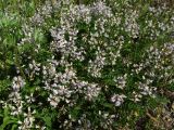 Astragalus alpinus. Заросли цветущих растений. Магаданская обл., Ольский р-н, Ольское шоссе, у дороги. 10.07.2015.