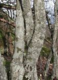 Carpinus betulus. Части местами сросшихся стволов. Краснодарский край, Абинский р-н, окр. пос. Новый, близ Новых скал. 06.01.2017.