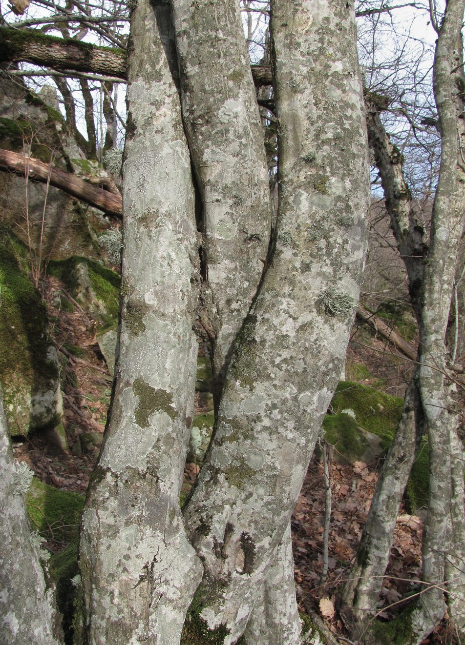 Изображение особи Carpinus betulus.