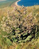 Salvia aethiopis. Цветущее растение в петрофитной степи. Крым, Керченский п-ов, Опукский природный заповедник. Начало июня 2003 г.