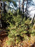 Buxus colchica