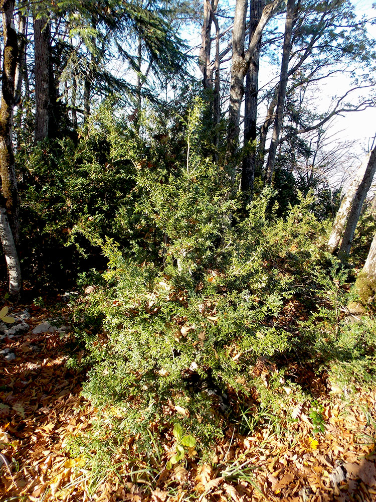 Image of Buxus colchica specimen.