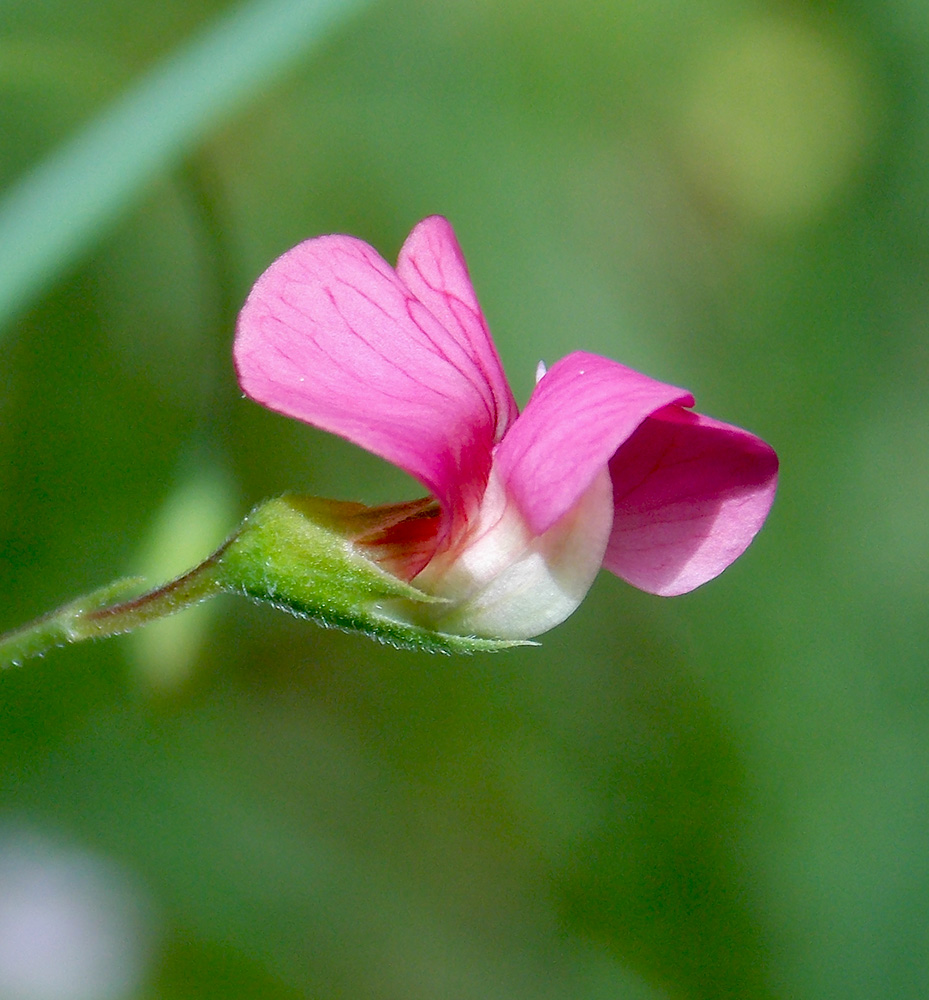 Image of Lathyrus nissolia specimen.