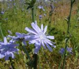 Cichorium intybus. Часть побега с соцветиями. Ямало-Ненецкий автономный округ, г. Надым, ул. Полярная, пустырь. 13 июля 2016 г.