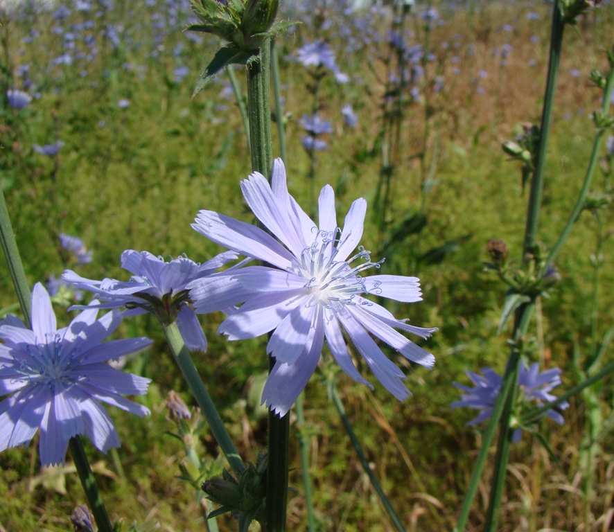Image of Cichorium intybus specimen.