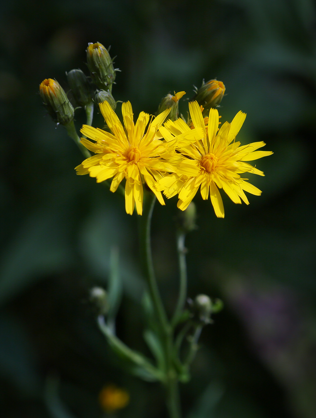 Изображение особи Hieracium umbellatum.