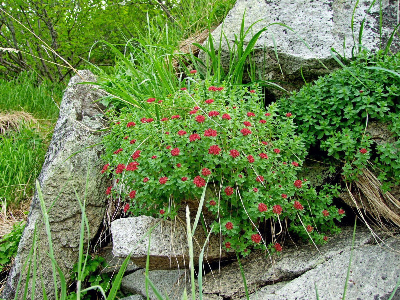 Изображение особи Rhodiola integrifolia.