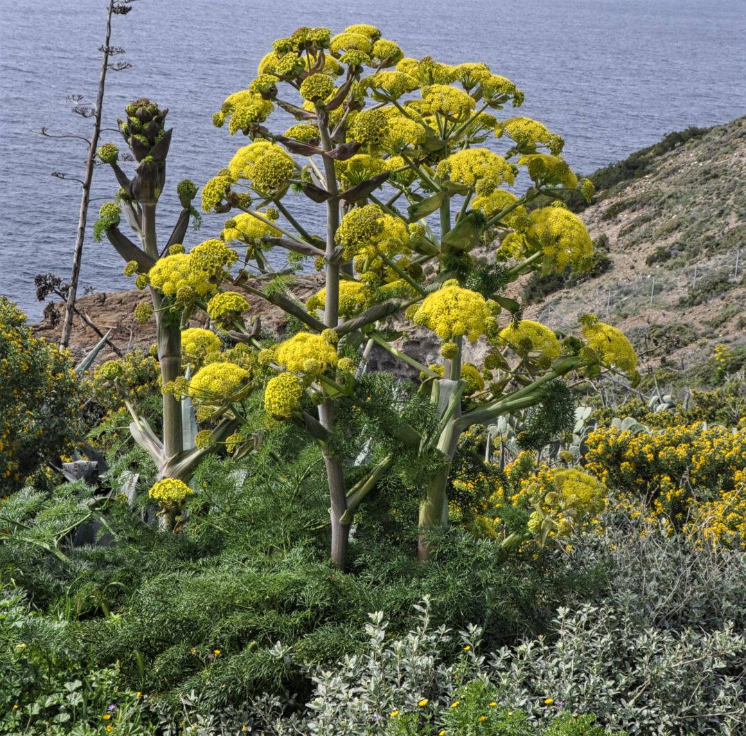 Изображение особи Ferula communis ssp. glauca.