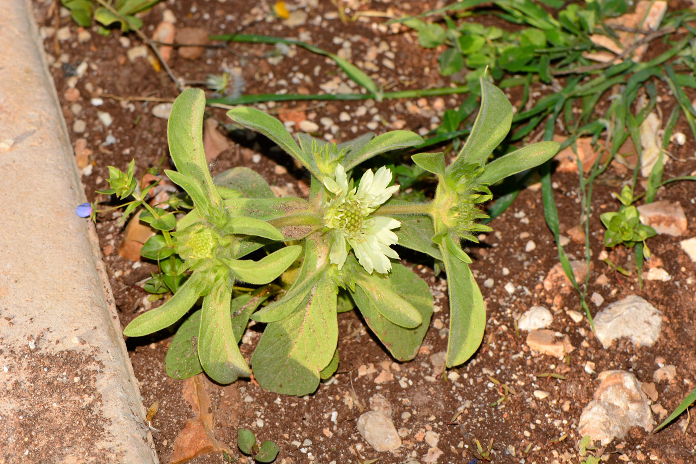 Image of Lomelosia prolifera specimen.