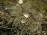 Usnea florida