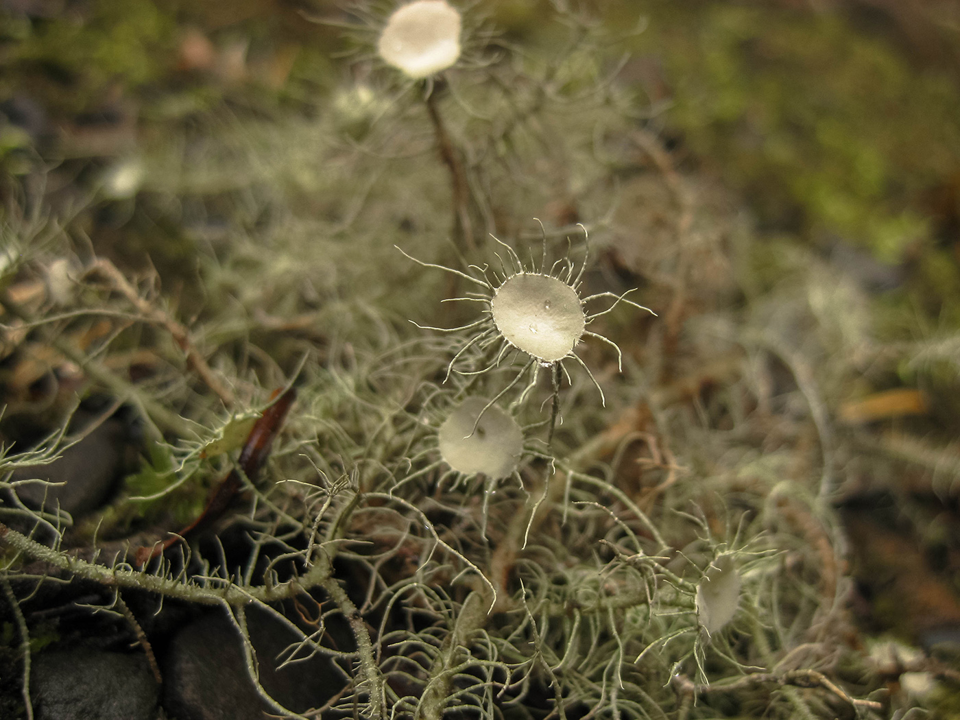 Изображение особи Usnea florida.