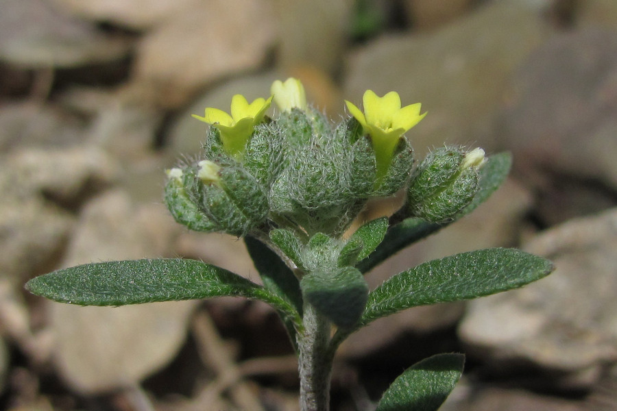 Image of Alyssum smyrnaeum specimen.