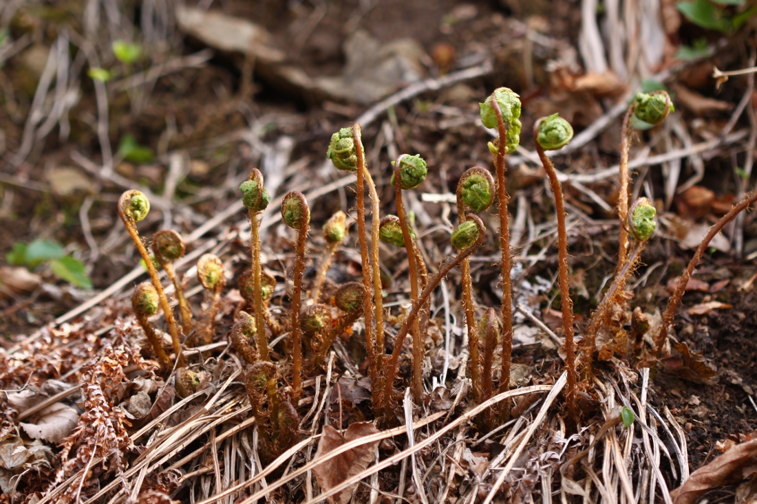 Изображение особи Athyrium yokoscense.