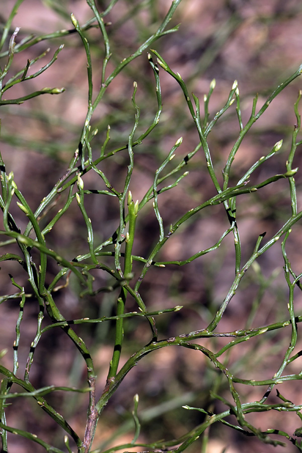 Изображение особи Vaccinium myrtillus.