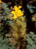 Solanum cornutum. Отцветающее соцветие с завязавшимися плодами. Украина, Луганская обл., Свердловский р-н, восточнее с. Черемшино, долина р. Провалье у Королевских скал. Начало июля 2005 г.