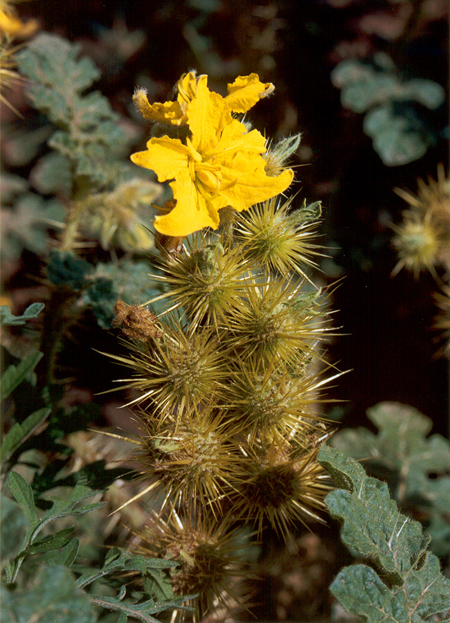 Image of Solanum cornutum specimen.