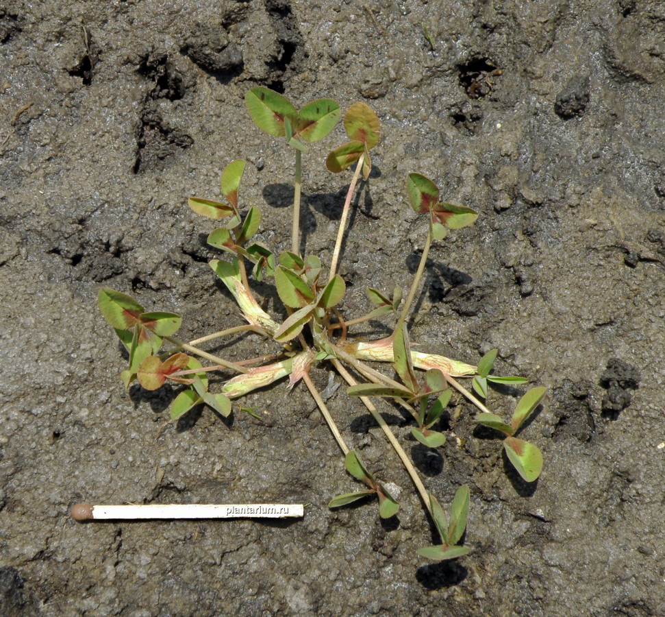 Image of Trifolium fragiferum specimen.