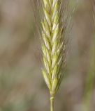 Hordeum bulbosum