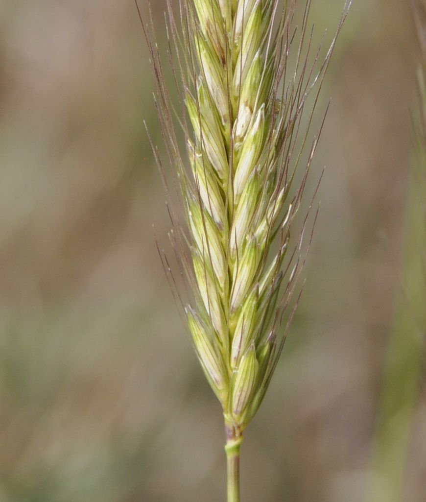 Image of Hordeum bulbosum specimen.
