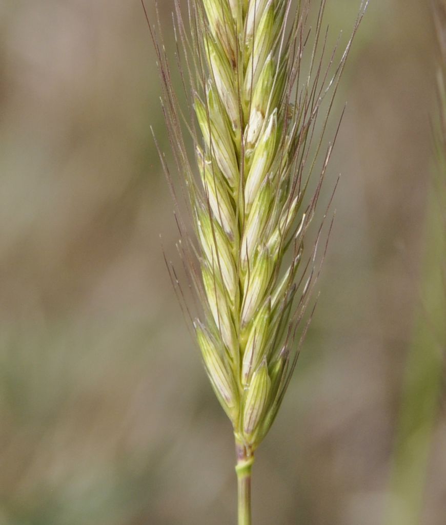 Изображение особи Hordeum bulbosum.