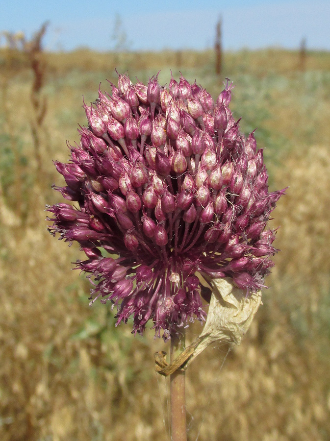 Image of Allium atroviolaceum specimen.